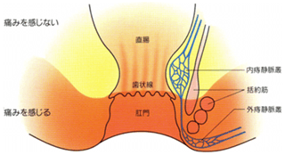 おしり・肛門の解剖